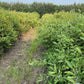 Aurora Haskap Seeds (Lonicera caerulea, Honeyberry) - Zone 3 - 30+ Seeds