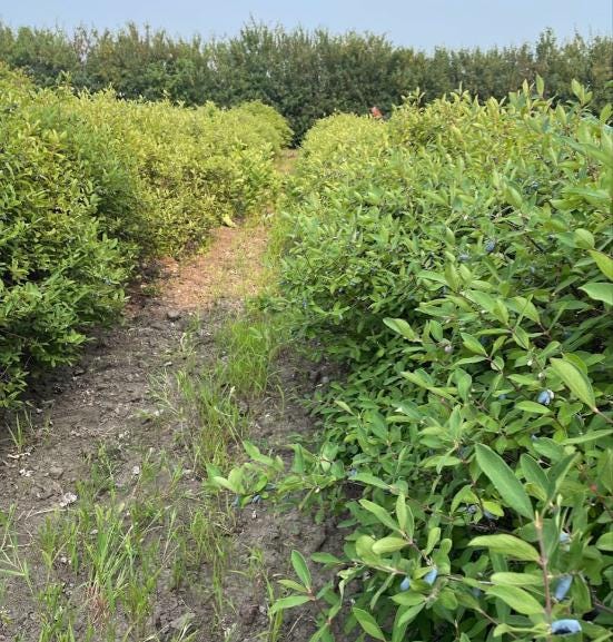 Aurora Haskap Seeds (Lonicera caerulea, Honeyberry) - Zone 3 - 40+ Seeds