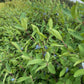 Aurora Haskap Seeds (Lonicera caerulea, Honeyberry) - Zone 3 - 30+ Seeds