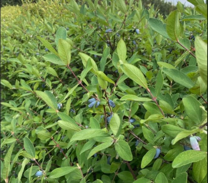 Aurora Haskap Seeds (Lonicera caerulea, Honeyberry) - Zone 3 - 40+ Seeds