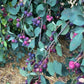 Thiessen Saskatoon - Serviceberry (Amelanchier alnifolia) - Tree Seeds - 30+ Seeds