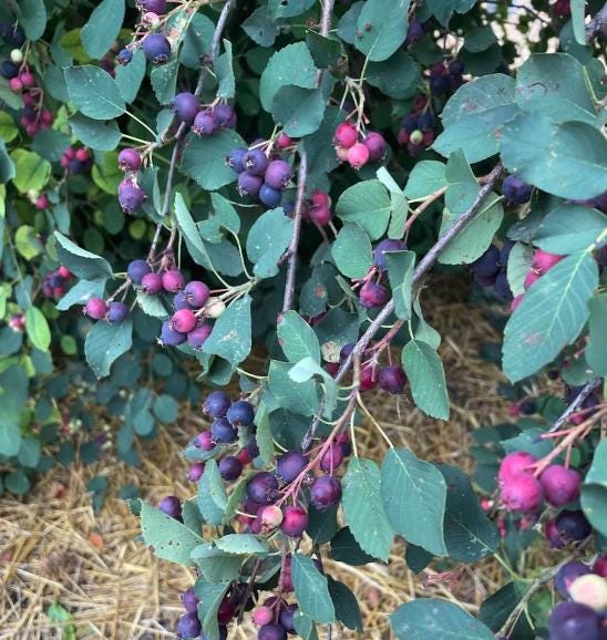 Thiessen Saskatoon - Serviceberry (Amelanchier alnifolia) - Tree Seeds - 30+ Seeds