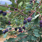 Thiessen Saskatoon - Serviceberry (Amelanchier alnifolia) - Tree Seeds - 30+ Seeds