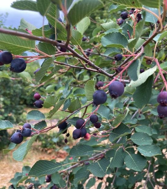 Thiessen Saskatoon - Serviceberry (Amelanchier alnifolia) - Tree Seeds - 30+ Seeds