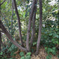 Thiessen Saskatoon - Serviceberry (Amelanchier alnifolia) - Tree Seeds - 30+ Seeds