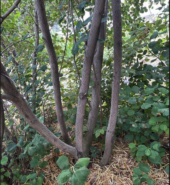 Thiessen Saskatoon - Serviceberry (Amelanchier alnifolia) - Tree Seeds - 30+ Seeds