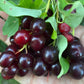 Garrington Chokecherry Seeds - (Prunus virginiana) - Zone 2 - 75+ Seeds