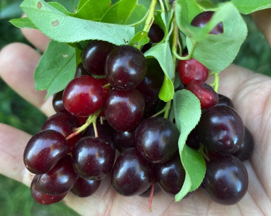 Garrington Chokecherry Seeds - (Prunus virginiana) - Zone 3 - 75+ Seeds