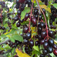 Oxheart Chokecherry Seeds - (Prunus virginiana) - Zone 3 - 50+ Seeds