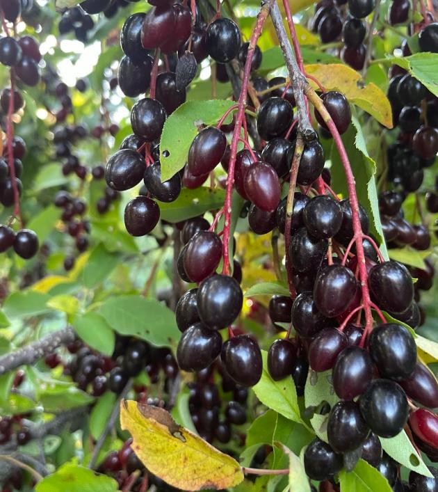 Oxheart Chokecherry Seeds - (Prunus virginiana) - Zone 3 - 50+ Seeds