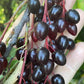 Oxheart Chokecherry Seeds - (Prunus virginiana) - Zone 3 - 50+ Seeds