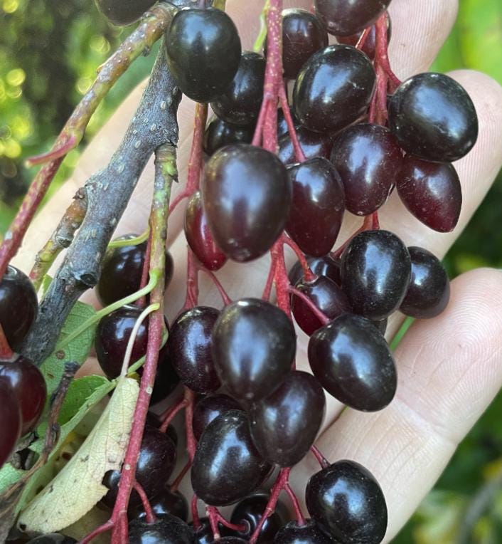 Oxheart Chokecherry Seeds - (Prunus virginiana) - Zone 3 - 50+ Seeds