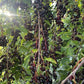 Oxheart Chokecherry Seeds - (Prunus virginiana) - Zone 3 - 50+ Seeds