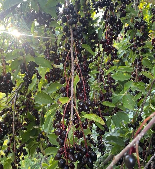 Oxheart Chokecherry Seeds - (Prunus virginiana) - Zone 3 - 50+ Seeds