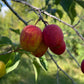 Canada Wild Plum Seeds (Prunus nigra) - 8 Seeds
