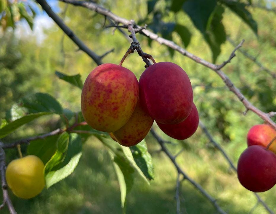Canada Wild Plum Seeds (Prunus nigra) - 8 Seeds