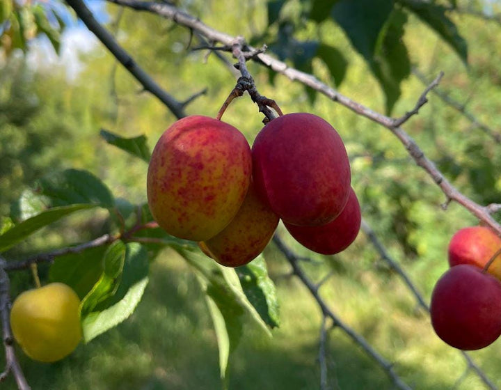 Canada Wild Plum Seeds (Prunus nigra) - 8 Seeds