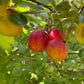 Canada Wild Plum Seeds (Prunus nigra) - 8 Seeds