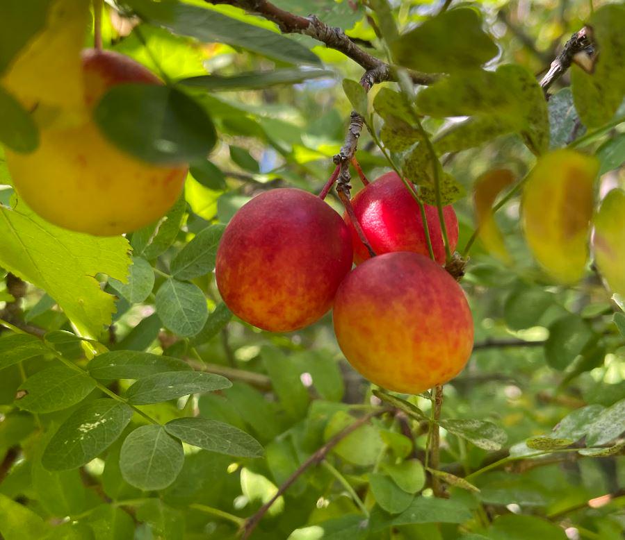 Canada Wild Plum Seeds (Prunus nigra) - 8 Seeds