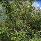 Canada Wild Plum Seeds (Prunus nigra) - 8 Seeds