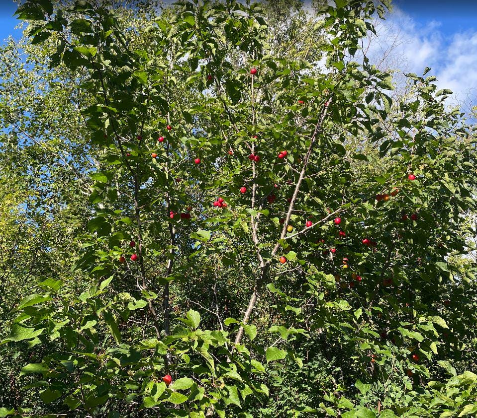 Canada Wild Plum Seeds (Prunus nigra) - 8 Seeds