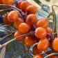 Thornless Seabuckthorn (Hippophae sp.) - Zone 3 - 30+ Seeds