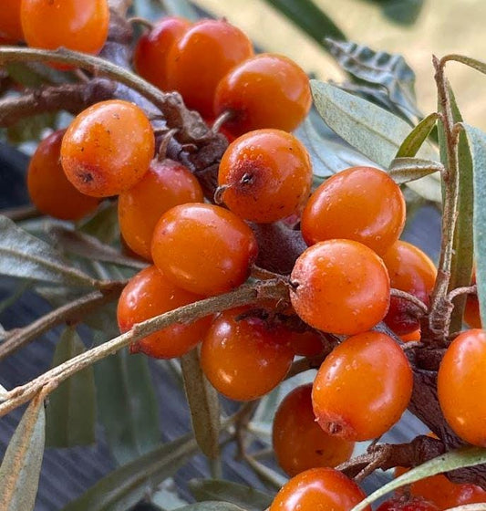 Thornless Seabuckthorn (Hippophae sp.) - Zone 3 - 30+ Seeds