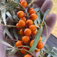 Thornless Seabuckthorn (Hippophae sp.) - Zone 3 - 30+ Seeds