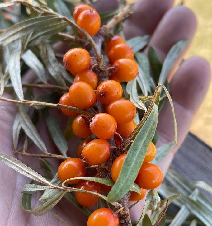 Thornless Seabuckthorn (Hippophae sp.) - Zone 3 - 30+ Seeds