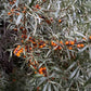 Thornless Seabuckthorn (Hippophae sp.) - Zone 3 - 30+ Seeds