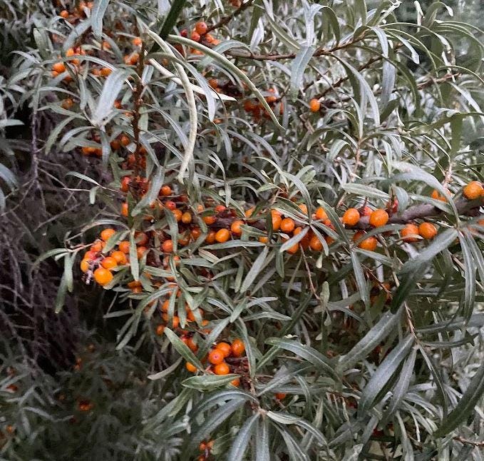 Thornless Seabuckthorn (Hippophae sp.) - Zone 3 - 30+ Seeds