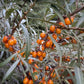 Thornless Seabuckthorn (Hippophae sp.) - Zone 3 - 30+ Seeds