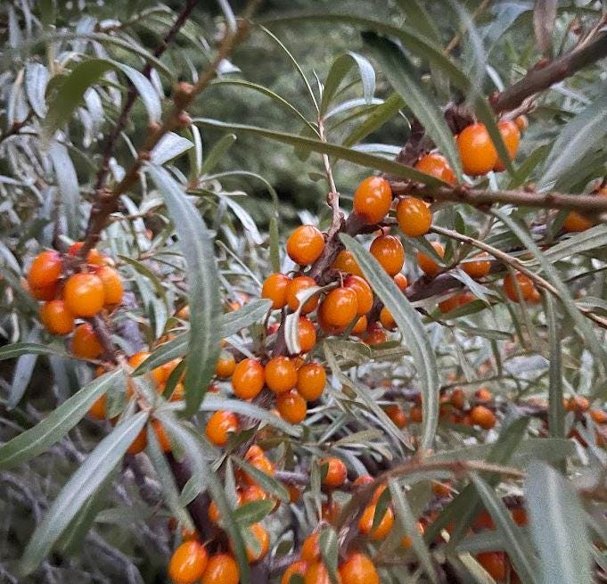 Thornless Seabuckthorn (Hippophae sp.) - Zone 3 - 30+ Seeds