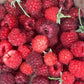 Boyne Raspberry (Rubus idaeus ‘Boyne’) – 50+ Seeds