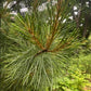 Korean Stone Pine (Pinus koraiensis) - Zone 3 - 12+ Seeds