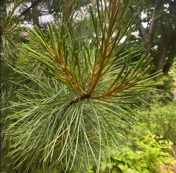 Korean Stone Pine (Pinus koraiensis) - Zone 3 - 12+ Seeds