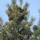 Korean Stone Pine (Pinus koraiensis) - Zone 3 - 12+ Seeds