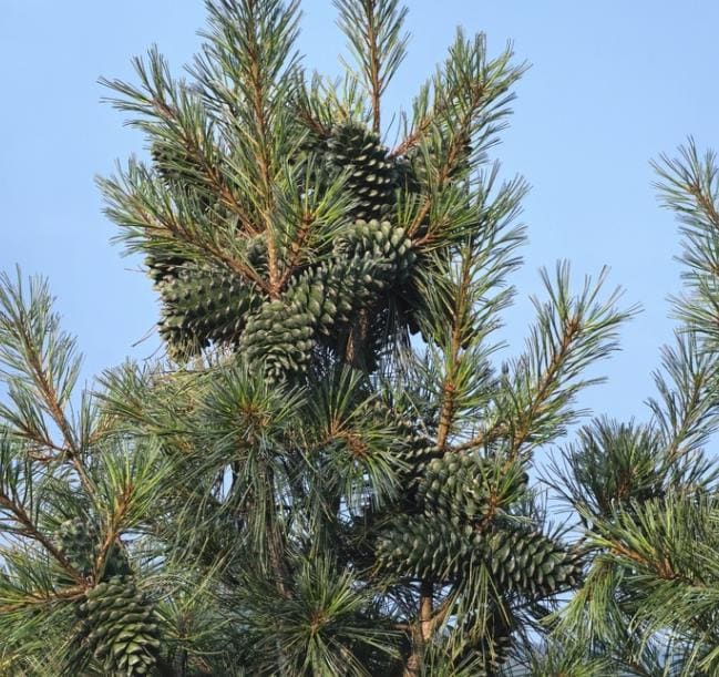 Korean Stone Pine (Pinus koraiensis) - Zone 3 - 12+ Seeds