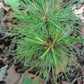 Korean Stone Pine (Pinus koraiensis) - Zone 3 - 12+ Seeds