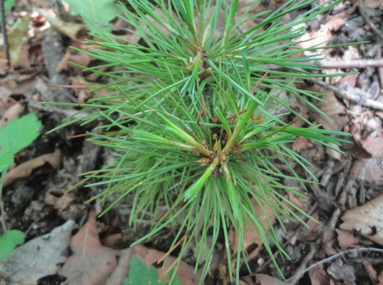 Korean Stone Pine (Pinus koraiensis) - Zone 3 - 12+ Seeds