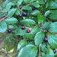 Hedge Cotoneaster (Cotoneaster lucidus) - Zone 2/3 - 20+ Seeds