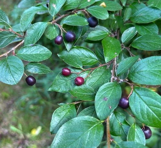 Hedge Cotoneaster (Cotoneaster lucidus) - Zone 2/3 - 20+ Seeds