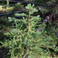 Engelmann Spruce (Picea engelmannii) - Zone 3 - 60+ Seeds