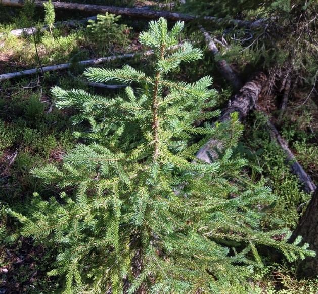 Engelmann Spruce (Picea engelmannii) - Zone 3 - 60+ Seeds