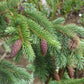 Engelmann Spruce (Picea engelmannii) - Zone 3 - 60+ Seeds