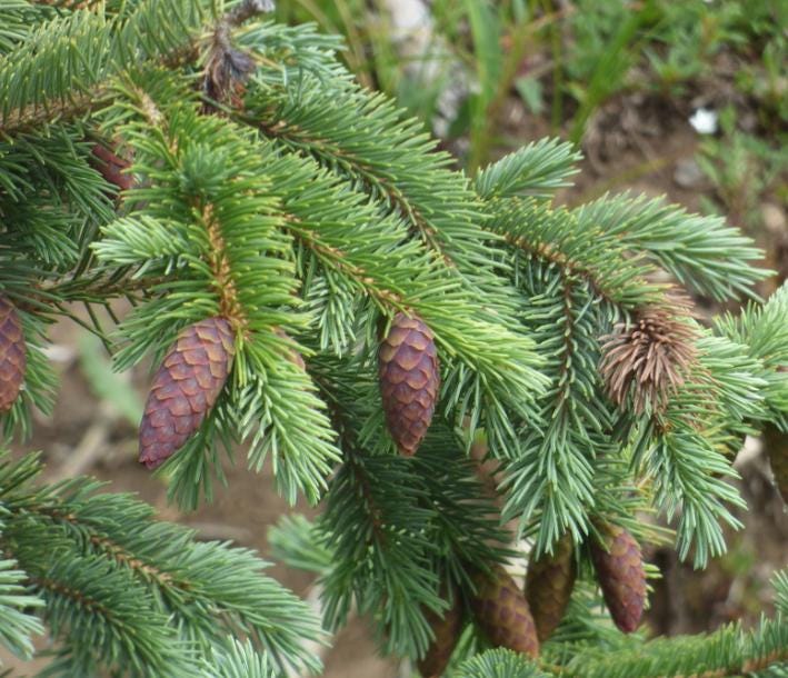 Engelmann Spruce (Picea engelmannii) - Zone 3 - 60+ Seeds