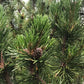 Mugo Pine (Pinus mugo) - Zone 2/3 - 40+ Seeds