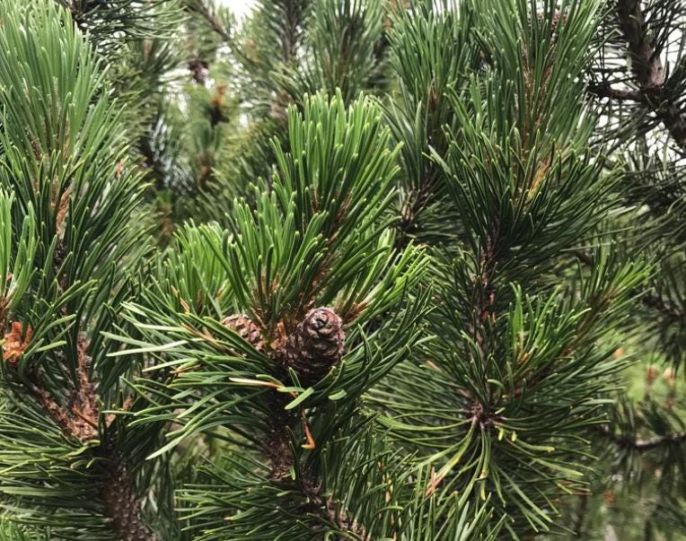 Mugo Pine (Pinus mugo) - Zone 2/3 - 40+ Seeds