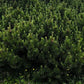 Mugo Pine (Pinus mugo) - Zone 2/3 - 40+ Seeds