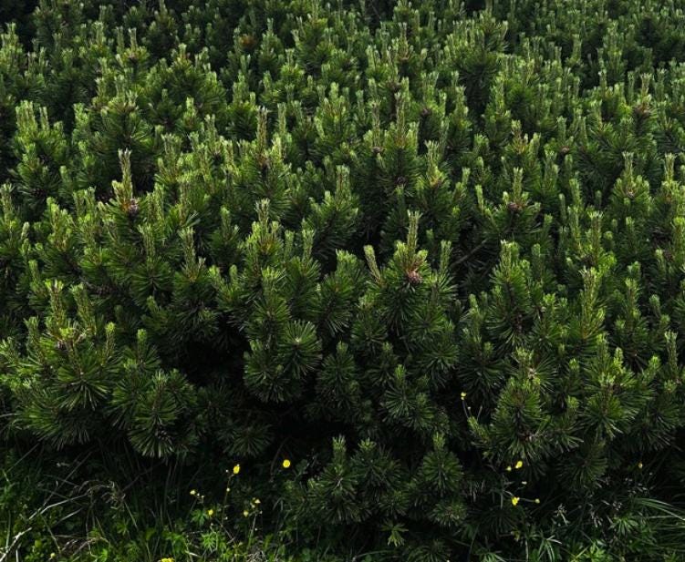Mugo Pine (Pinus mugo) - Zone 2/3 - 40+ Seeds